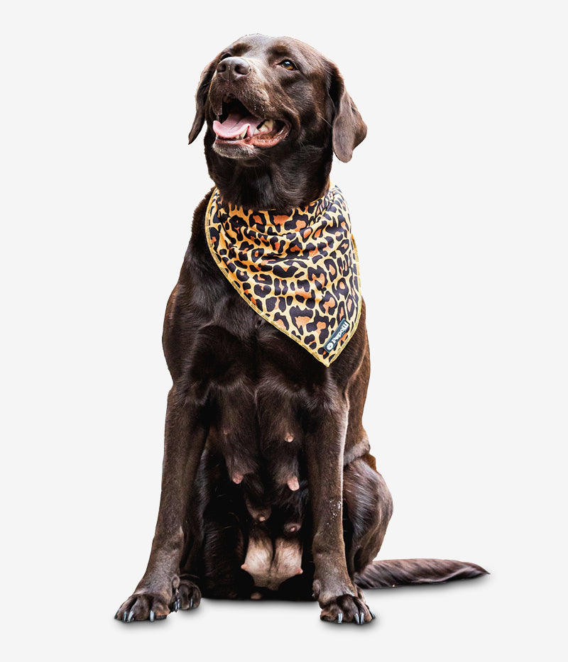 Hundehalstuch LEO  Pepolli Official