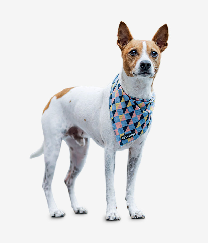 Hundehalstuch WINGS – Pepolli Official