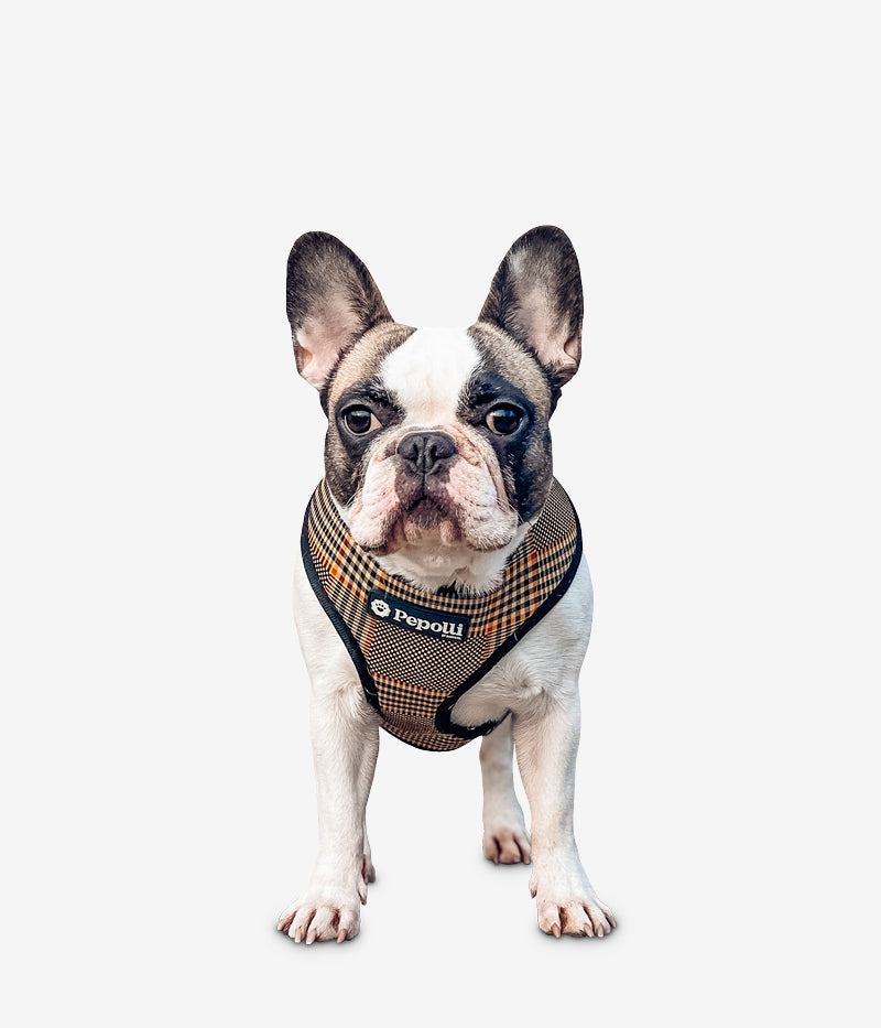 Franzsische Bulldogge Halsband WOZA Premium Vollleder Geschirr Fr Franzsische  Bulldogge  Soft Lederhalsband, Rot, Handarbeit, Gre M