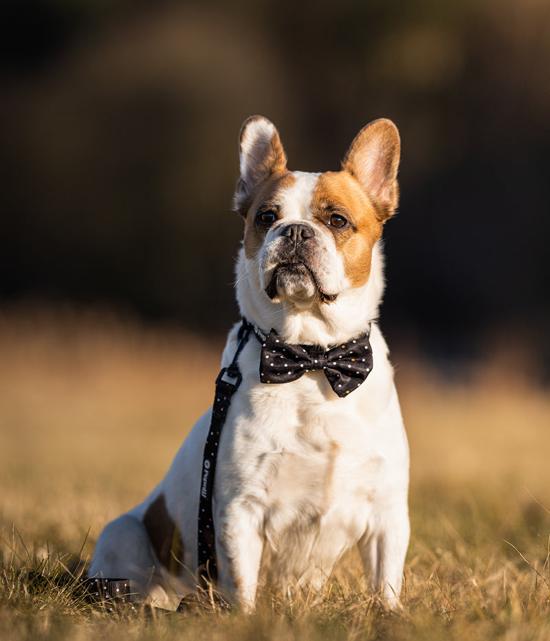 Dog Collar &amp; Bow Tie GALAXY