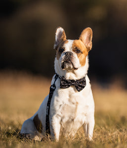 Dog Collar &amp; Bow Tie GALAXY