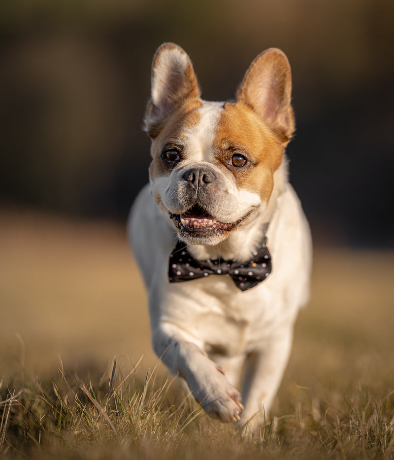 Dog Collar &amp; Bow Tie GALAXY