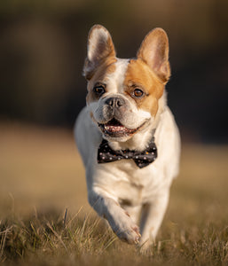 Dog Collar &amp; Bow Tie GALAXY