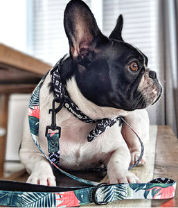 Hundehalsband & Leine HAWAII