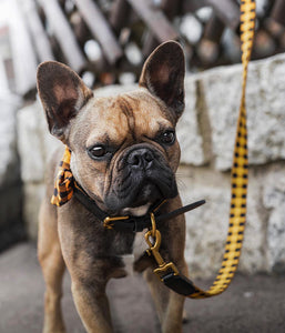 "LONDON" dog leash